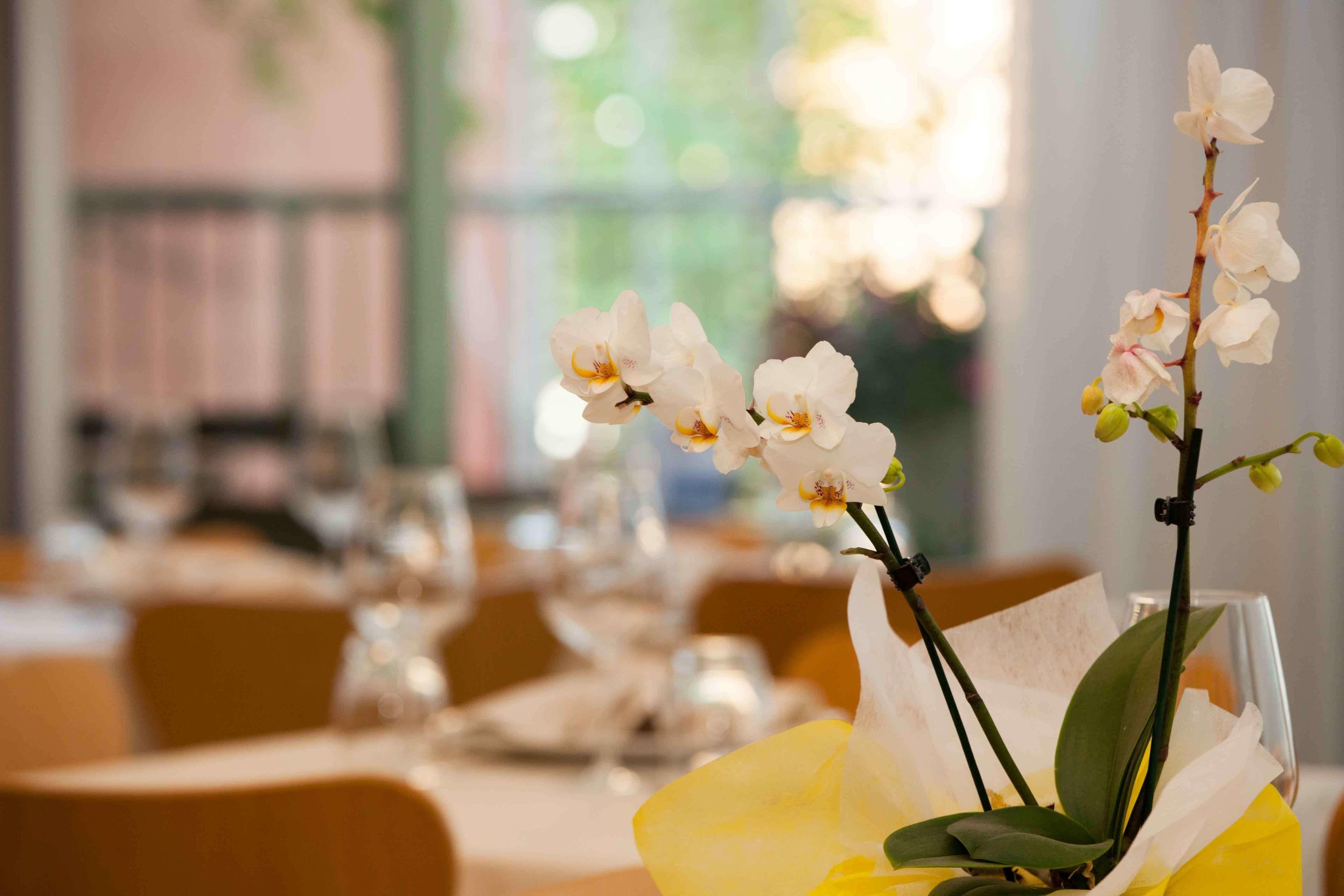 Rosanna 3 Stelle Superior